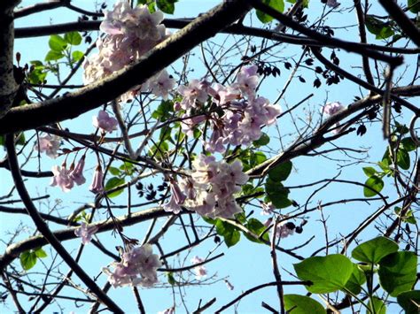 泡桐|Paulownia